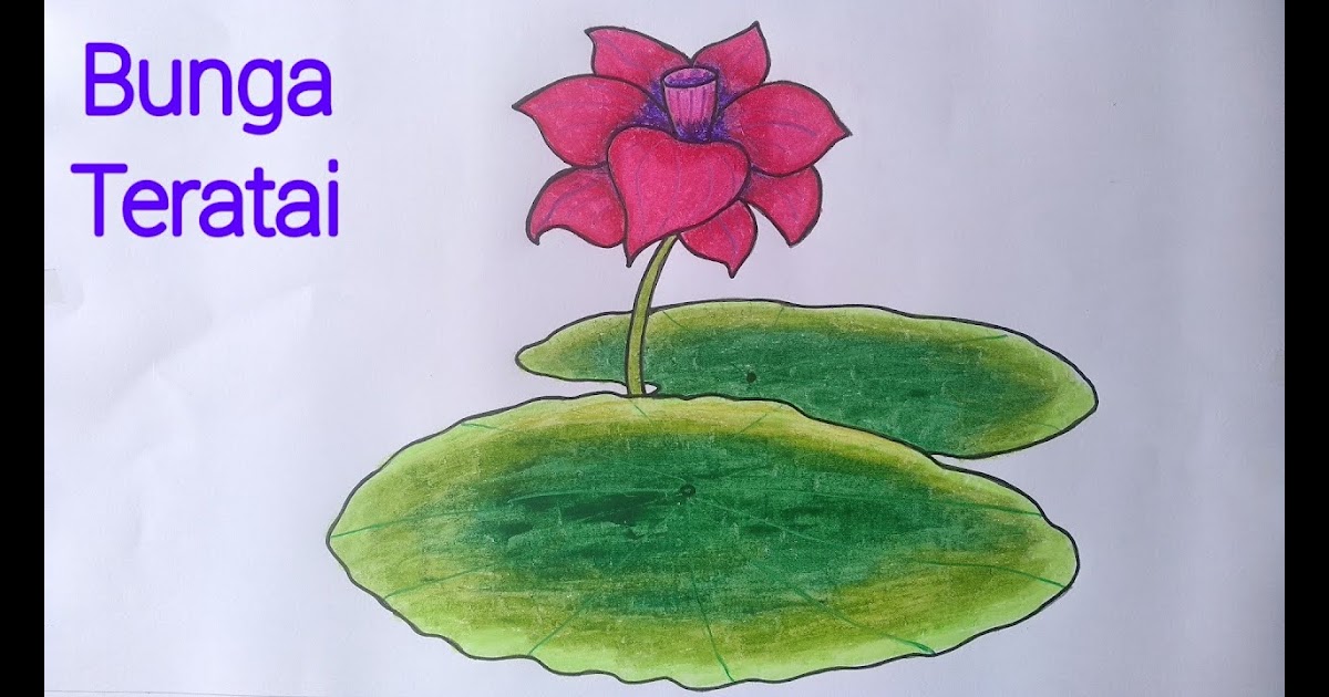 Paling Keren 30 Gambar Bunga Teratai Simple - Galeri Bunga HD