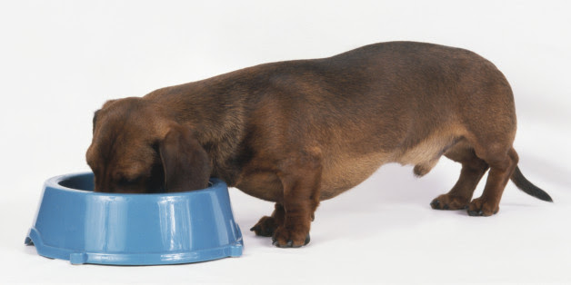 dürfen hunde brötchen essen
