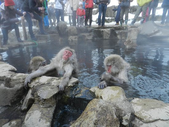 Photos of Jigokudani Snow Monkey Park, Yamanouchi-machi