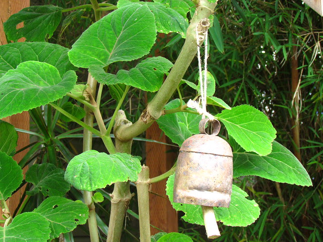 Bartlettina sordida
