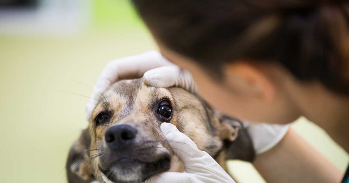Eitrige Augen Beim Hund Homöopathie Augen DE
