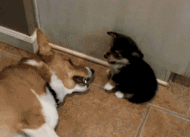 無料印刷可能動物 おもしろ Gif 最高の動物画像