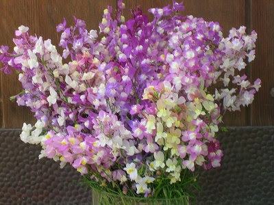 すべての花の画像 トップ100 リナリア 花束