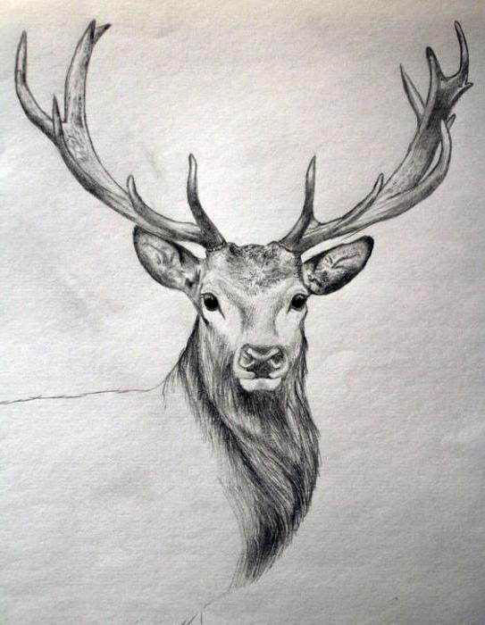 Featured image of post Realistic Reindeer Head Drawing - Make sure you also check out any of the hundreds of drawing tutorials.