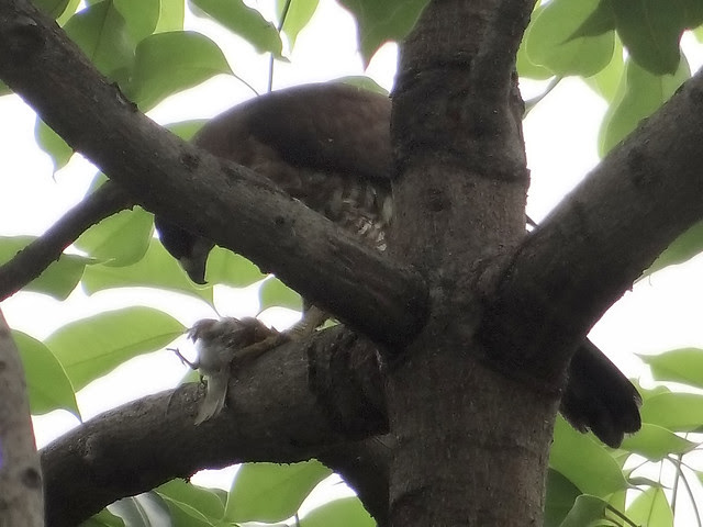 鳳頭蒼鷹/無限台南