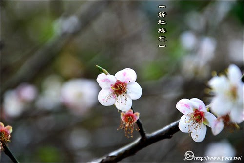 新社梅花 新社梅花