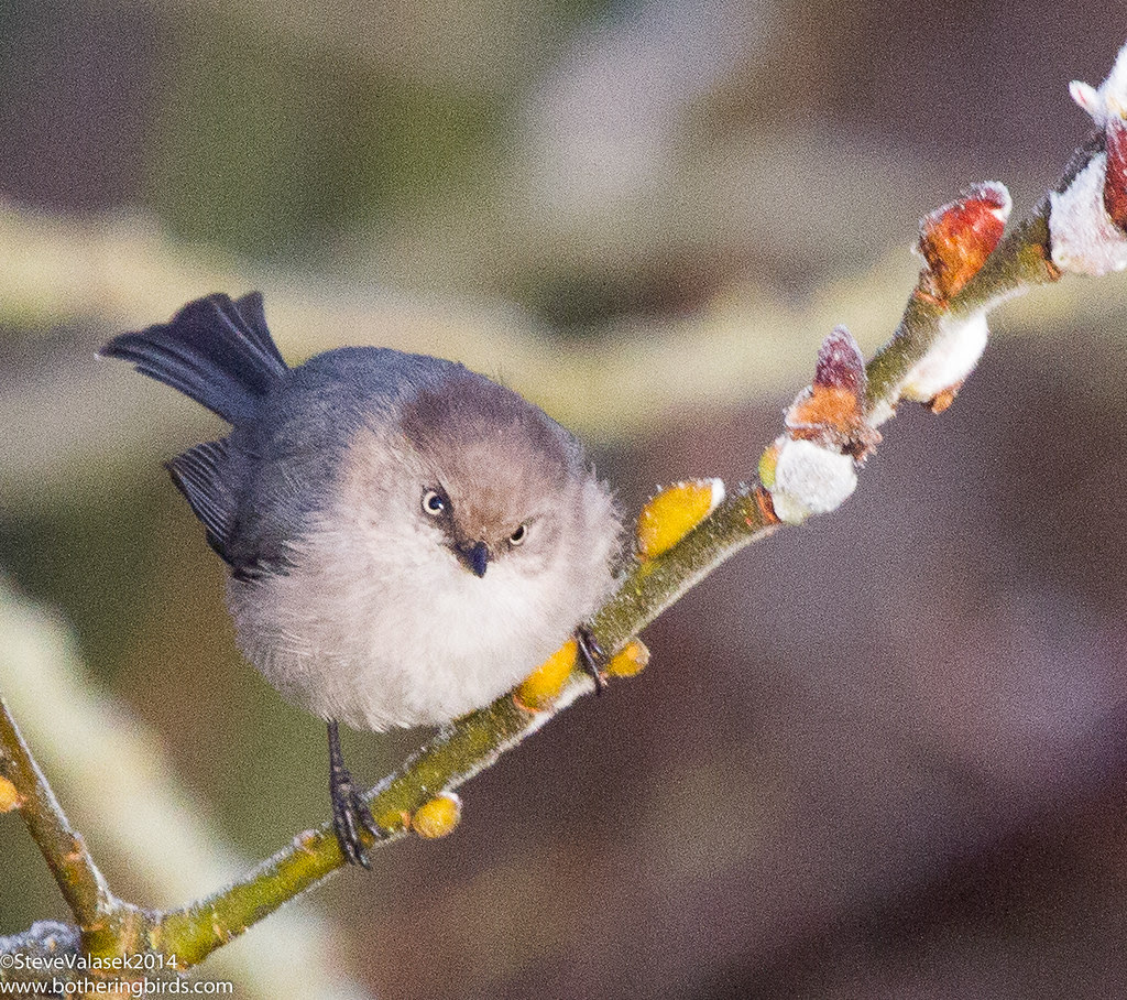Bushtit