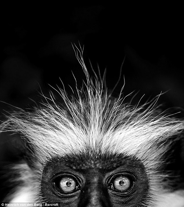 Peekaboo: A red colobus monkey, native to the island of Zanzibar, is one of the most endangered species of monkey in the world