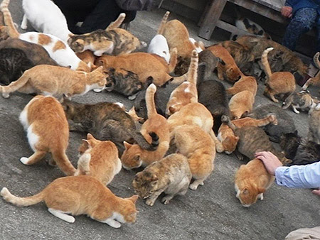 トップセレクション 琵琶湖 沖島 猫 無料ダウンロード画像
