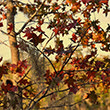 Fall Leaves change colors at Blue Spring State Park.