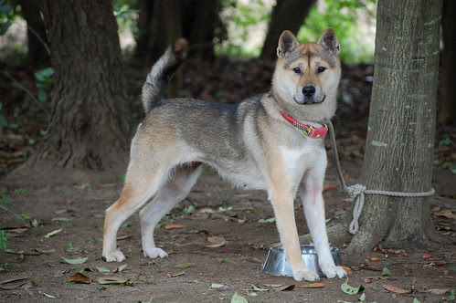 Female Kishu