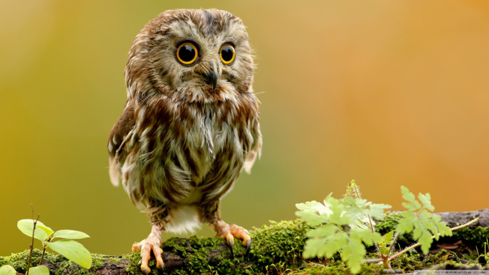 Cute Baby Owl Hd Wallpaper | Wallpapers Quality