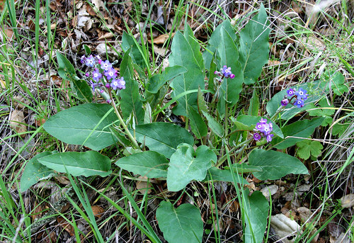 Cynoglossum grande