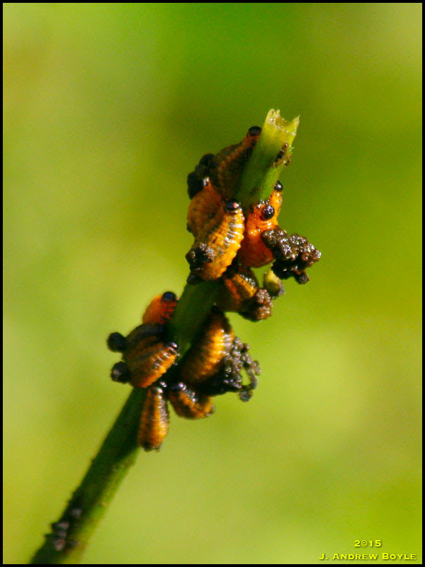 Larva Larva