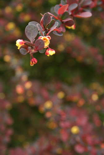 Barberry springing to life