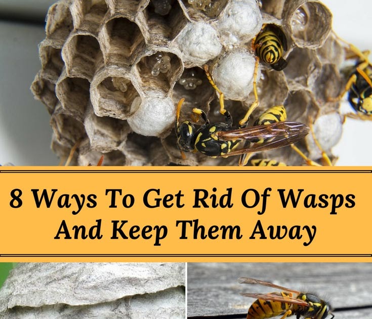 How To Get Rid Of Wasps In Garden Soil / How To Get Rid Of