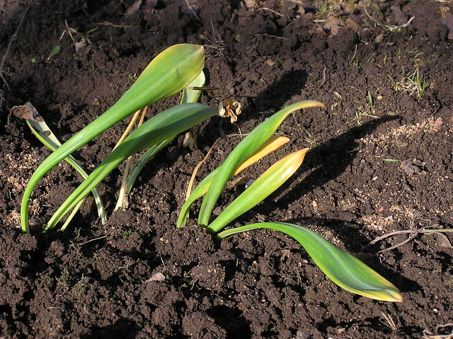 Galanthus 'Augustus'
