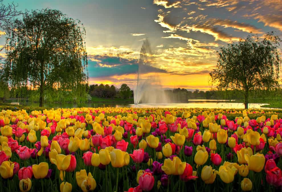 Ένα πολύχρωμο Evening at Chicago Botanic Garden Ένα πολύχρωμο Evening at Chicago Botanic Garden, τουλίπες και το συντριβάνι