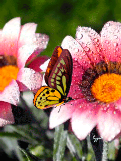 Цветы и бабочка