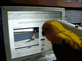 Bird Tries to Eat Himself on Youtube
