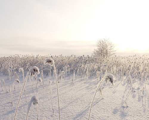 snowyJarviRuokodigital