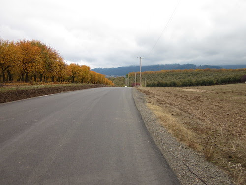 Strohmayer Road, plum orchards in fall