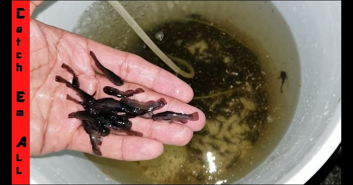baby catfish images