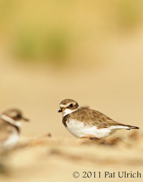 Pair of plovers - Pat Ulrich Wildlife Photography