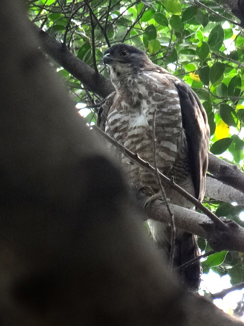 鳳頭蒼鷹/無限台南