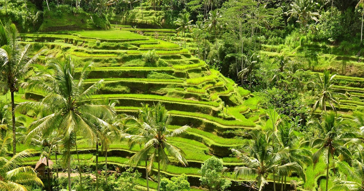 rice terrace ubud | Bali Island, Mataram, Lombok Travel Info