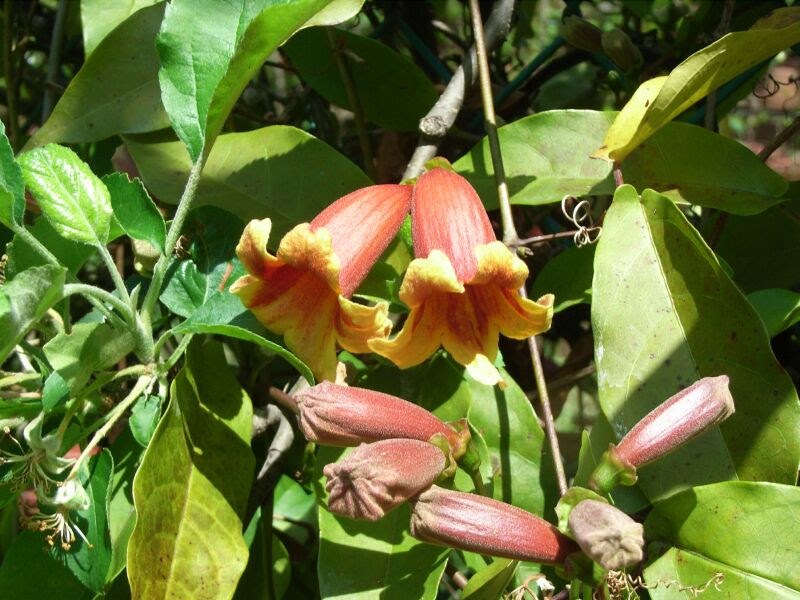 トップ100 ノウゼンカズラ かずら 花 すべての美しい花の画像