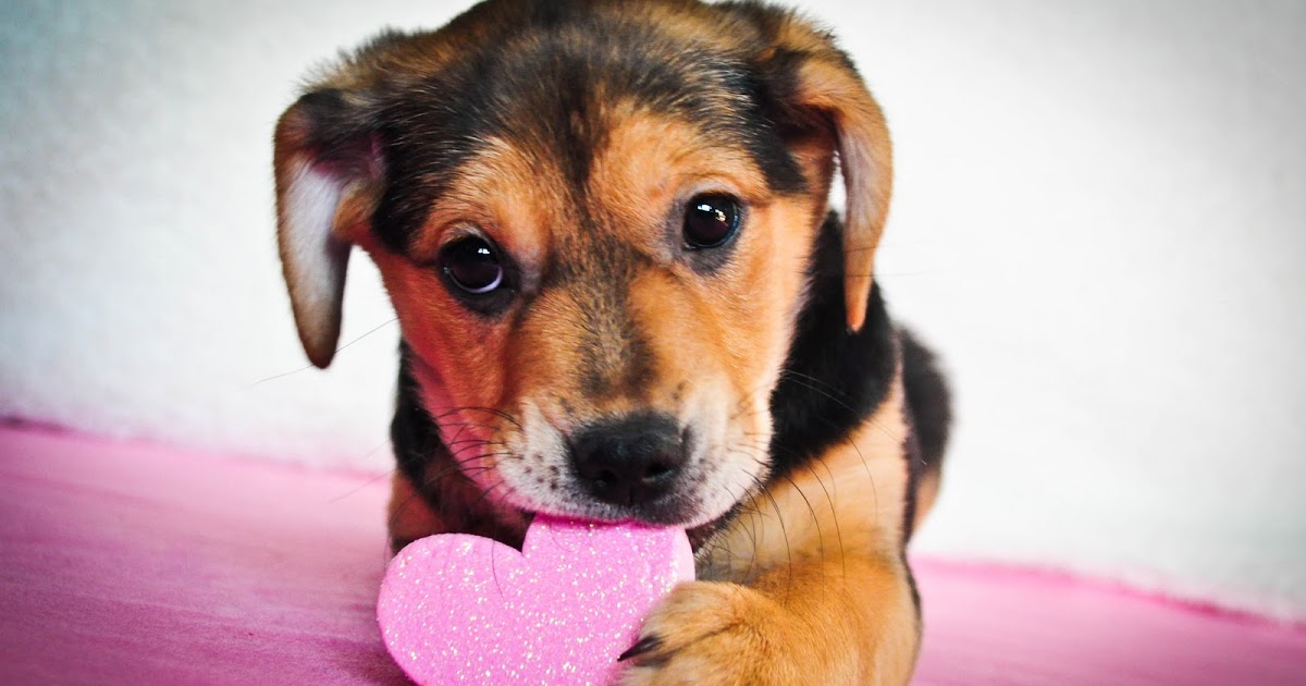 Valentine Day Puppies / Cute Animal Valentines Wallpapers Wallpaper