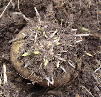 Potato sprouts and roots