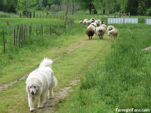 (27-1) Seven-year-old Great Pyrenees Daisy, one of our two livestock guardian dogs, leads the flock down the driveway - FarmgirlFare.com