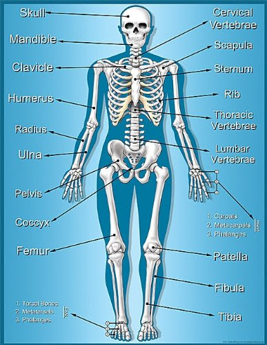 Teaching Materials s: Teacher Created Resources Skeleton Chart, Multi ...