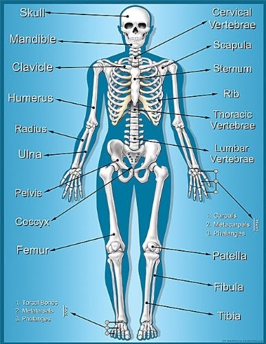 Teaching Materials s: Teacher Created Resources Skeleton Chart, Multi