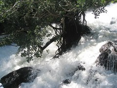 Water falls