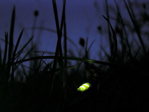 File:Glow worm lampyris noctiluca.jpg