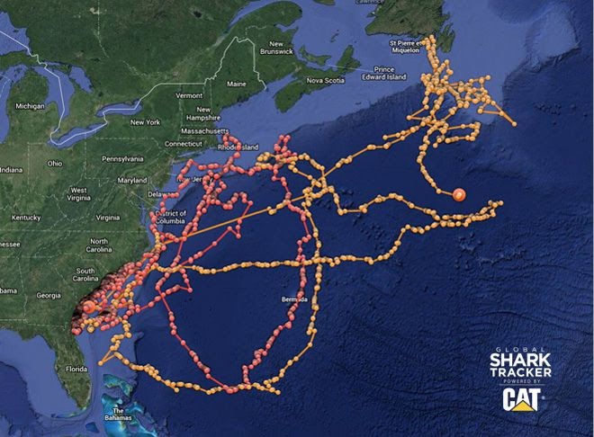 Great White Shark Migration Map
