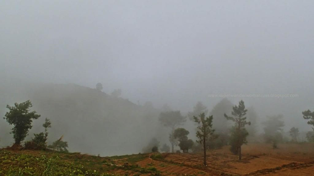 Fog Love at Sitio La Presa