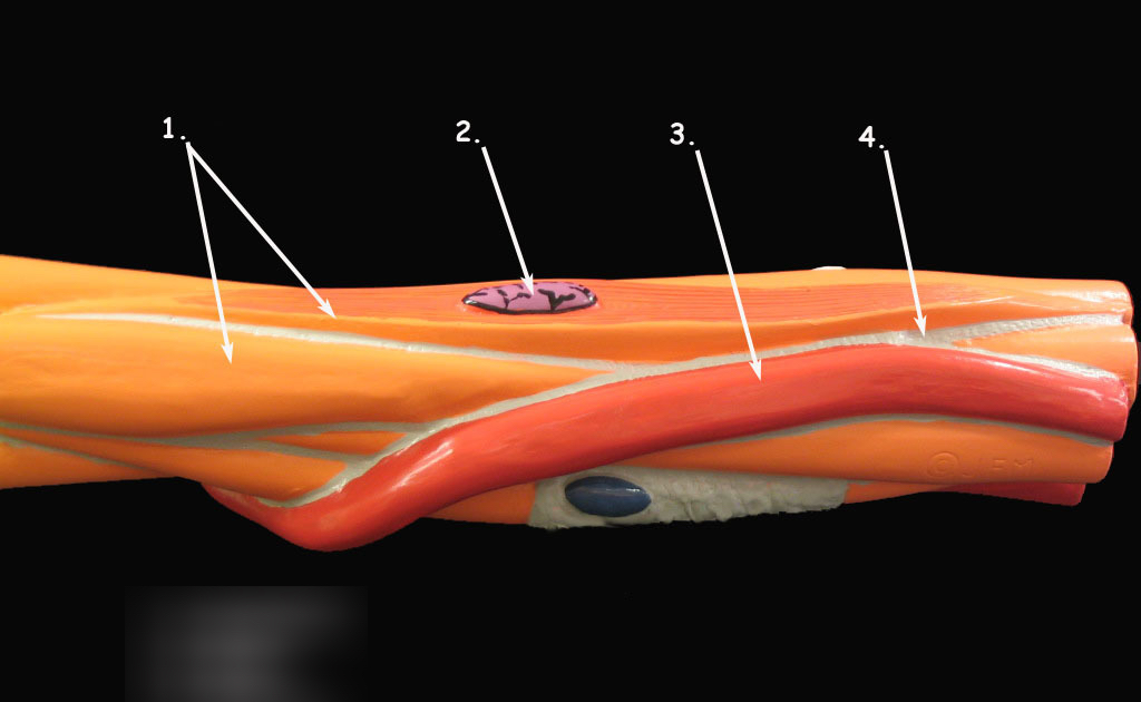 Smooth Muscle Diagram / Smooth Muscle Anatomy And Physiology I