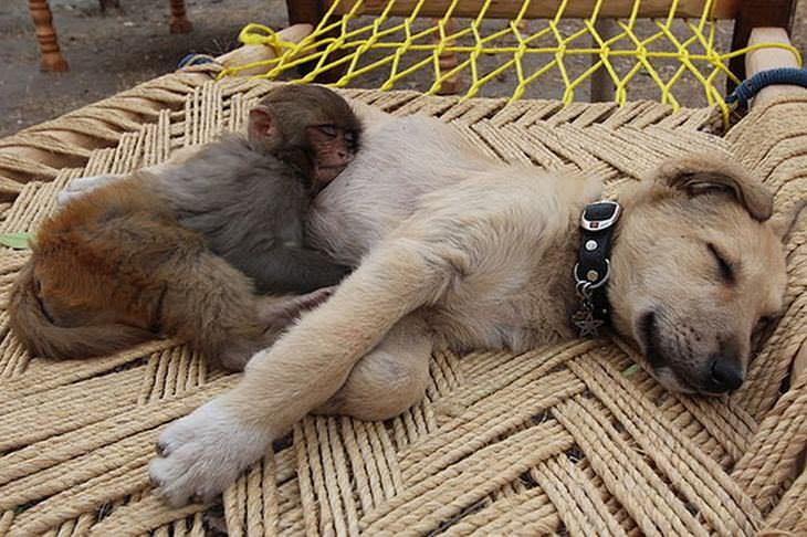 Animais fofos que usam os amigos de travesseiros