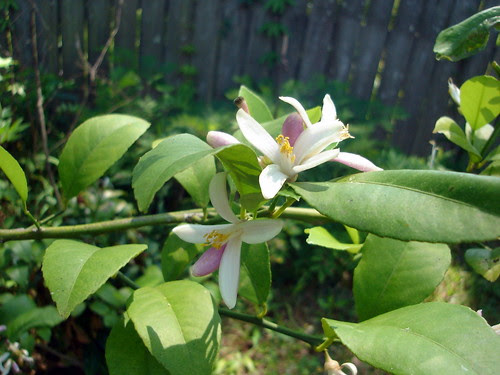 Lemon Blossoms