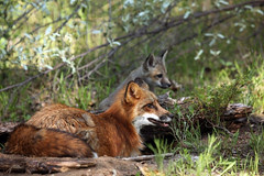 Fox Family
