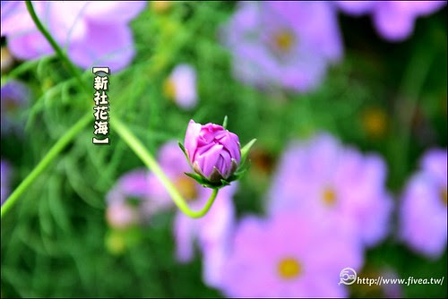新社花海 新社花海