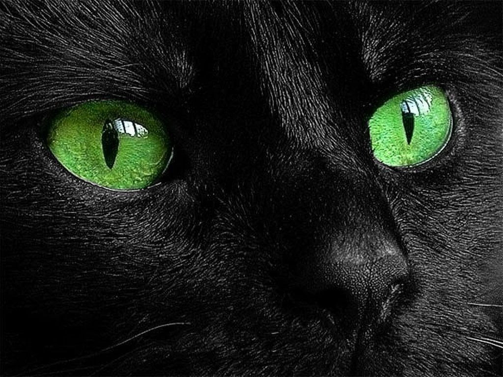 Black Cat Eye Wallpaper