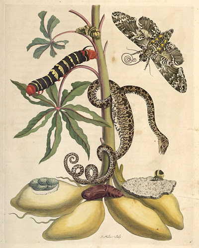 merian cassava