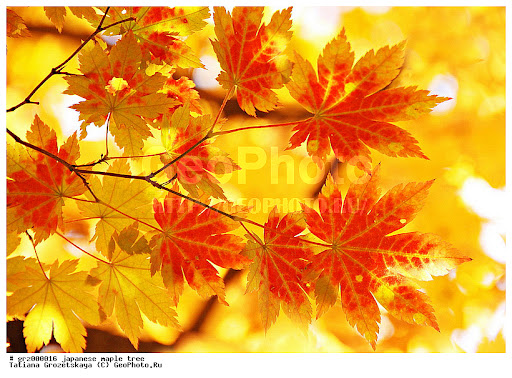    ,   ,    ,  ,    |   /GeoPhoto | GetImages Group