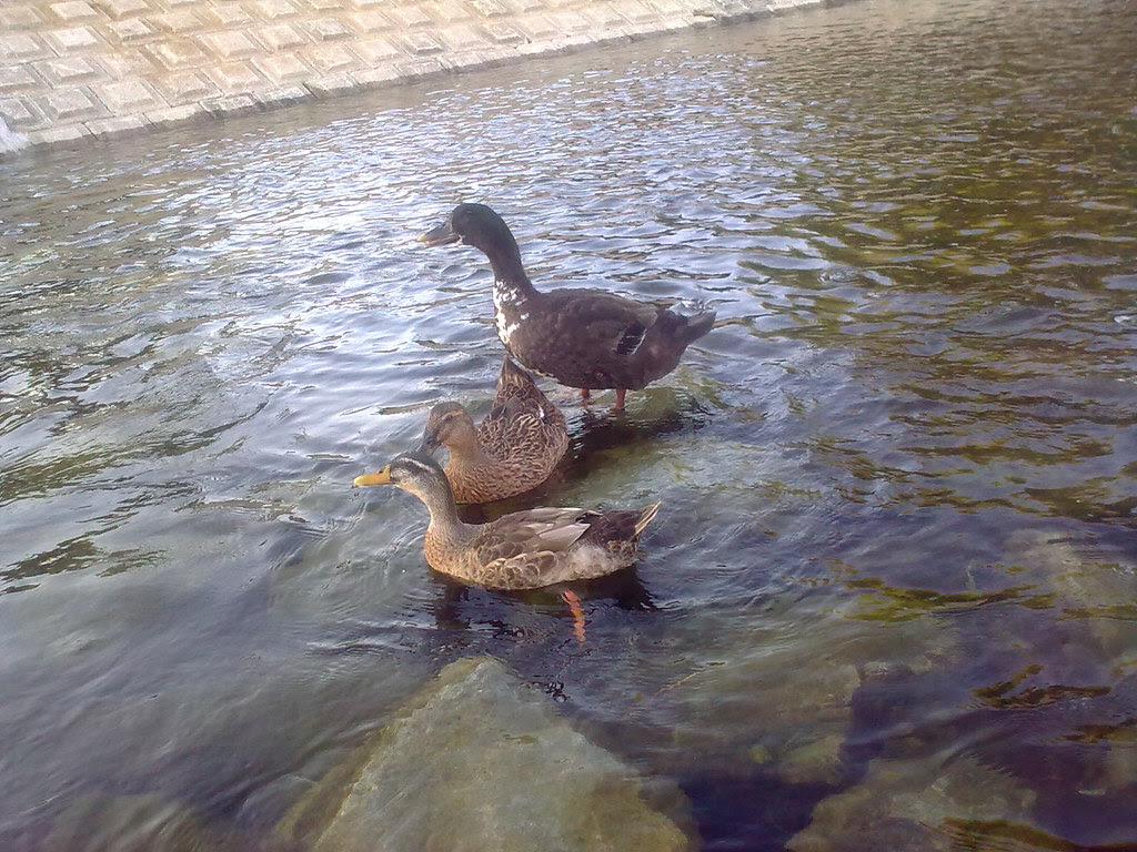 대구 신천둔치 청둥오리 가족 wild duck family at Sinchundunchi, Daegu #6