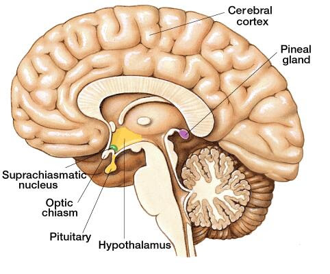 pineal gland et on earth